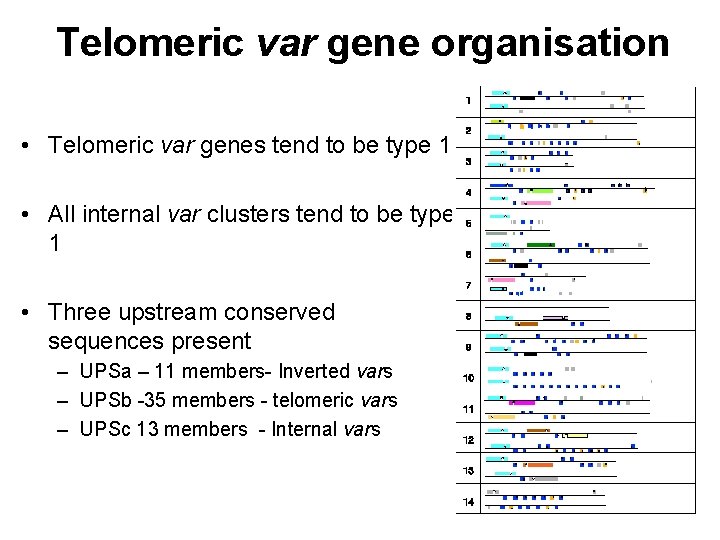 Telomeric var gene organisation • Telomeric var genes tend to be type 1 •