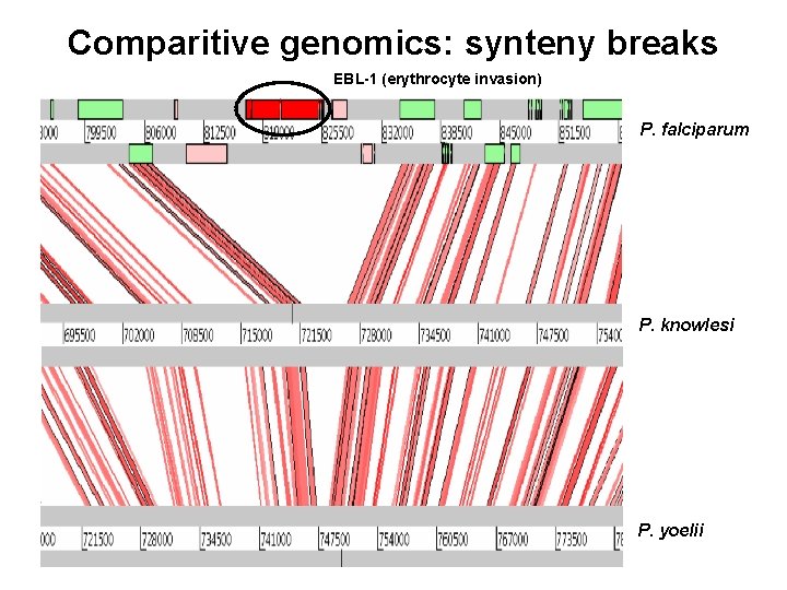 Comparitive genomics: synteny breaks EBL-1 (erythrocyte invasion) P. falciparum P. knowlesi P. yoelii 