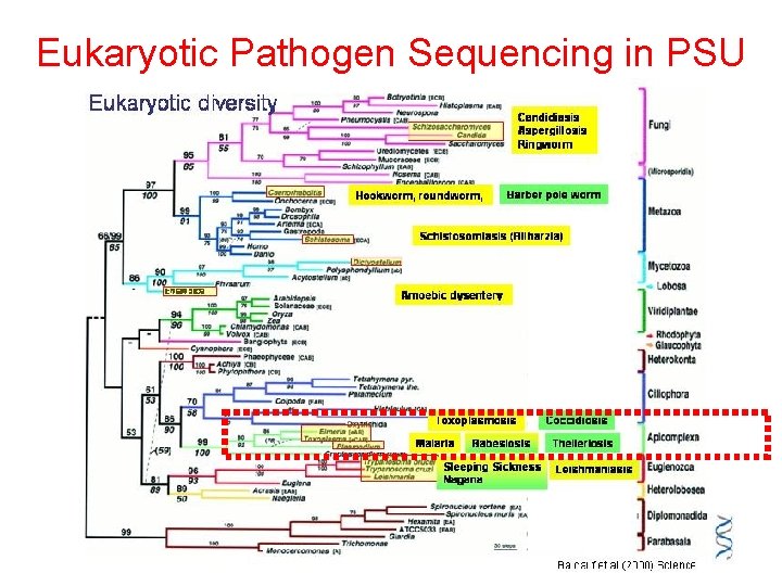 Eukaryotic Pathogen Sequencing in PSU 