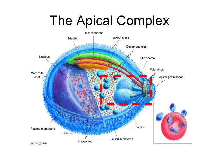 The Apical Complex 