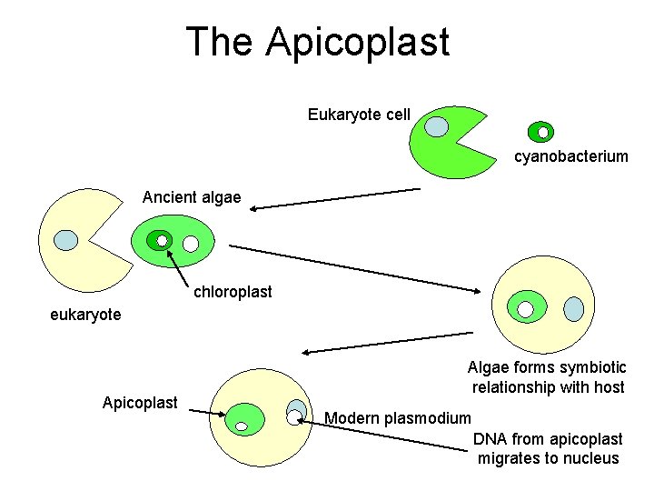 The Apicoplast Eukaryote cell cyanobacterium Ancient algae chloroplast eukaryote Apicoplast Algae forms symbiotic relationship