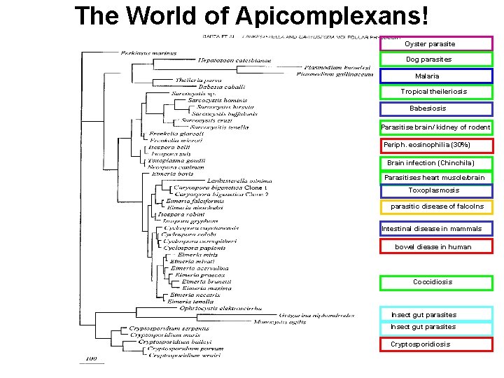 The World of Apicomplexans! Oyster parasite Dog parasites Malaria Tropical theileriosis Babesiosis Parasitise brain/