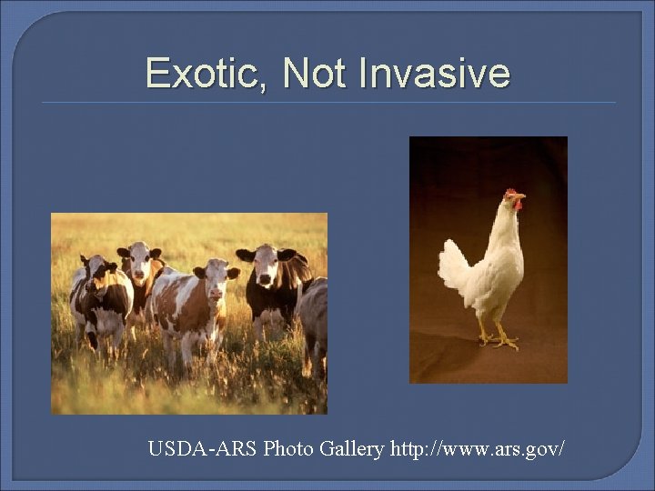 Exotic, Not Invasive USDA-ARS Photo Gallery http: //www. ars. gov/ 