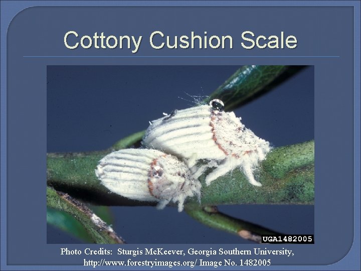 Cottony Cushion Scale Photo Credits: Sturgis Mc. Keever, Georgia Southern University, http: //www. forestryimages.