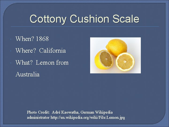Cottony Cushion Scale When? 1868 Where? California What? Lemon from Australia Photo Credit: Adré