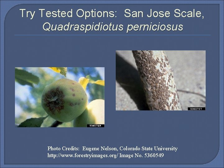Try Tested Options: San Jose Scale, Quadraspidiotus perniciosus Photo Credits: Eugene Nelson, Colorado State