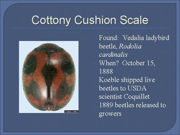 Cottony Cushion Scale Found: Vedalia ladybird beetle, Rodolia cardinalis When? October 15, 1888 Koeble