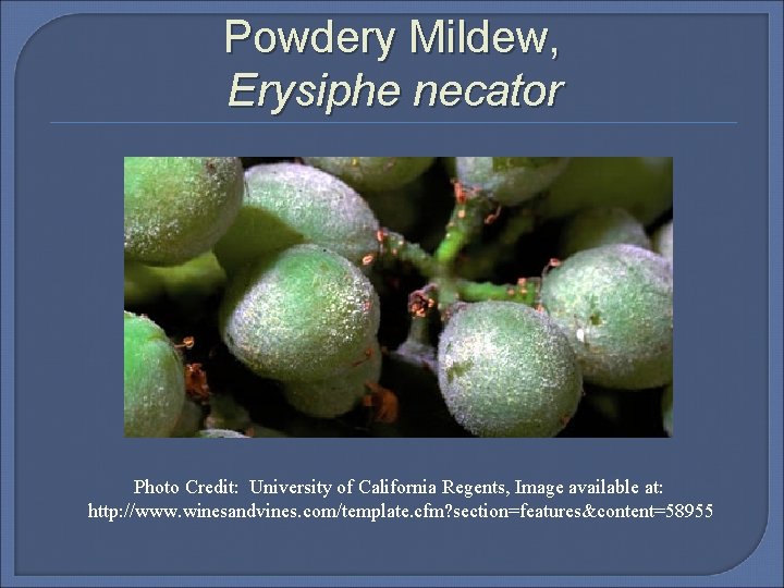Powdery Mildew, Erysiphe necator Photo Credit: University of California Regents, Image available at: http: