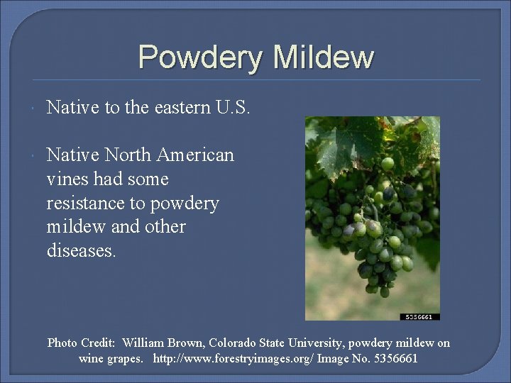 Powdery Mildew Native to the eastern U. S. Native North American vines had some