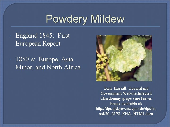 Powdery Mildew England 1845: First European Report 1850’s: Europe, Asia Minor, and North Africa
