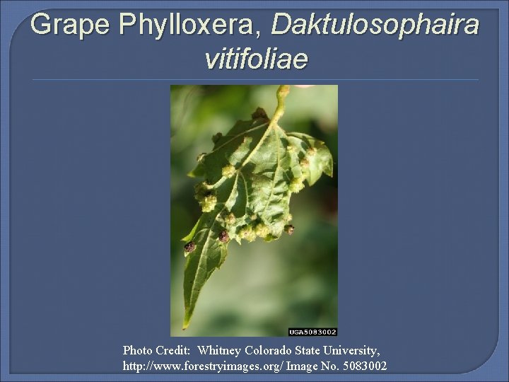 Grape Phylloxera, Daktulosophaira vitifoliae Photo Credit: Whitney Colorado State University, http: //www. forestryimages. org/