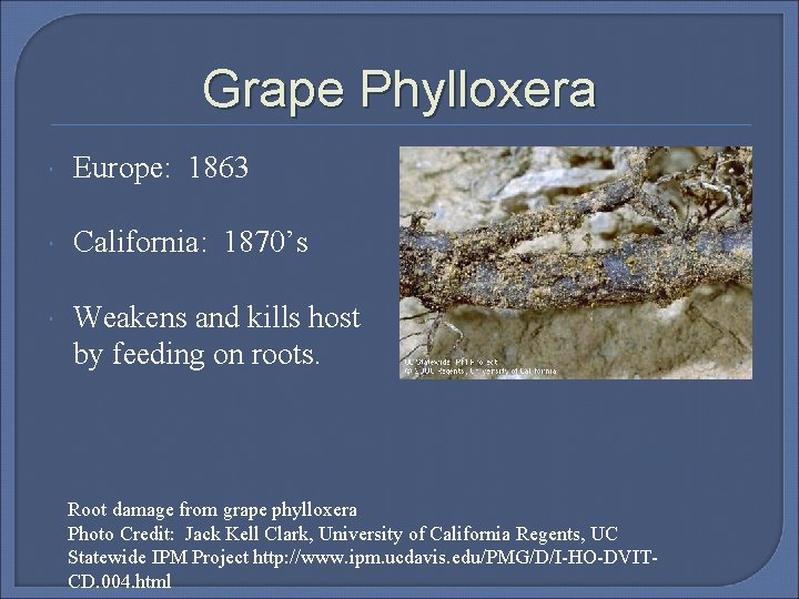Grape Phylloxera Europe: 1863 California: 1870’s Weakens and kills host by feeding on roots.