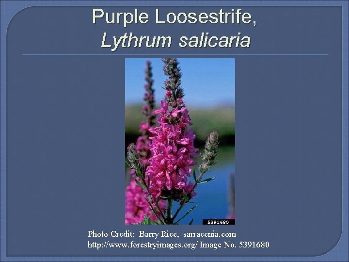 Purple Loosestrife, Lythrum salicaria Photo Credit: Barry Rice, sarracenia. com http: //www. forestryimages. org/