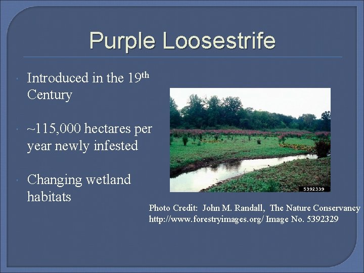 Purple Loosestrife Introduced in the 19 th Century ~115, 000 hectares per year newly