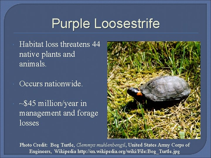 Purple Loosestrife Habitat loss threatens 44 native plants and animals. Occurs nationwide. ~$45 million/year