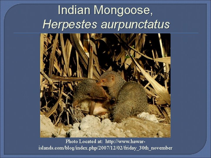 Indian Mongoose, Herpestes aurpunctatus Photo Located at: http: //www. hawarislands. com/blog/index. php/2007/12/02/friday_30 th_november 