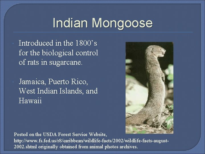Indian Mongoose Introduced in the 1800’s for the biological control of rats in sugarcane.