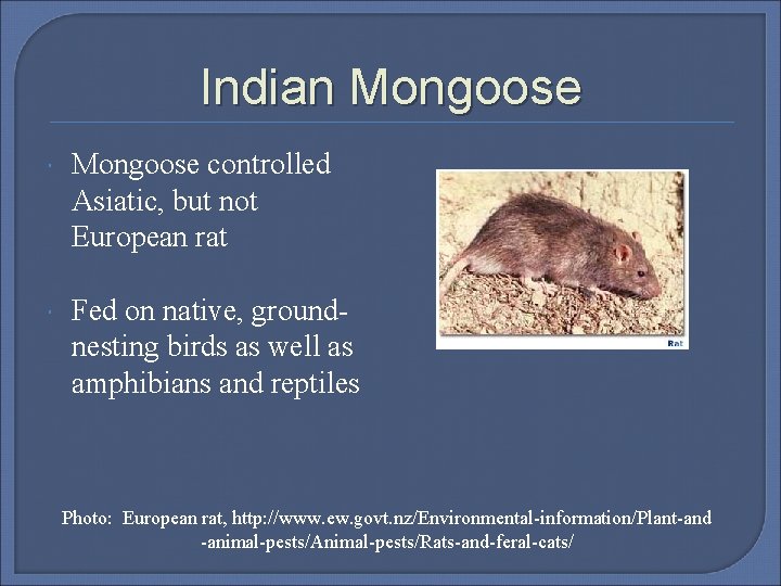 Indian Mongoose controlled Asiatic, but not European rat Fed on native, groundnesting birds as