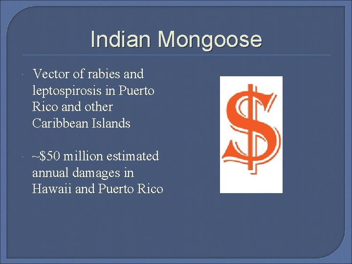 Indian Mongoose Vector of rabies and leptospirosis in Puerto Rico and other Caribbean Islands