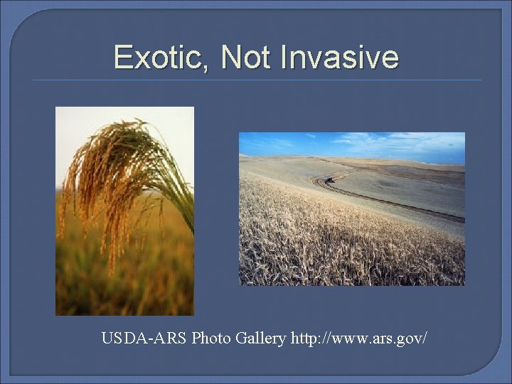 Exotic, Not Invasive USDA-ARS Photo Gallery http: //www. ars. gov/ 