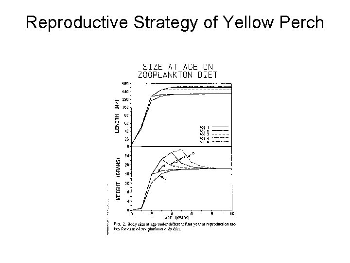 Reproductive Strategy of Yellow Perch Reproductive Strategy of Yellow Perch