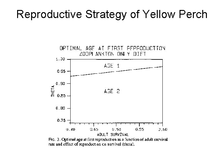 Reproductive Strategy of Yellow Perch Reproductive Strategy of Yellow Perch