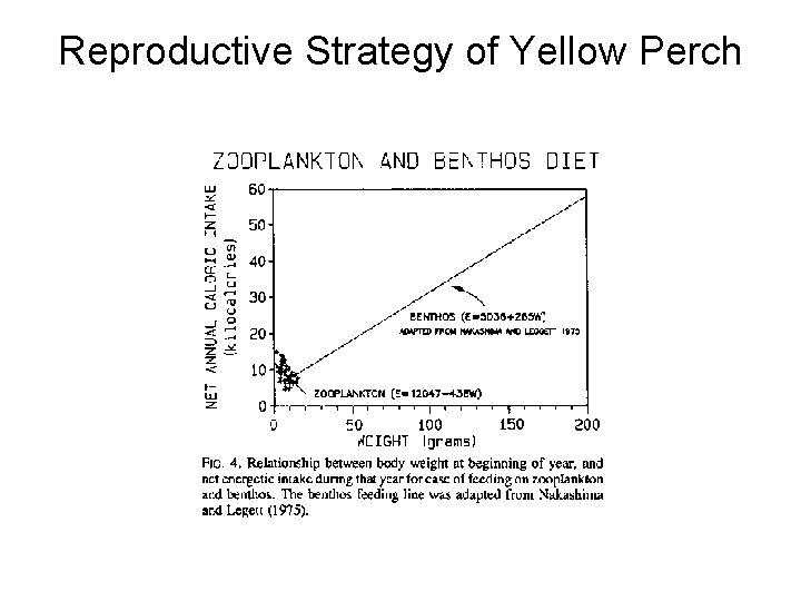 Reproductive Strategy of Yellow Perch Reproductive Strategy of Yellow Perch
