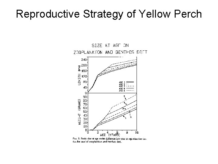 Reproductive Strategy of Yellow Perch Reproductive Strategy of Yellow Perch