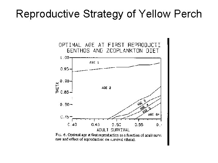 Reproductive Strategy of Yellow Perch Reproductive Strategy of Yellow Perch