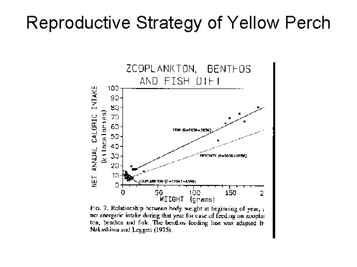 Reproductive Strategy of Yellow Perch Reproductive Strategy of Yellow Perch
