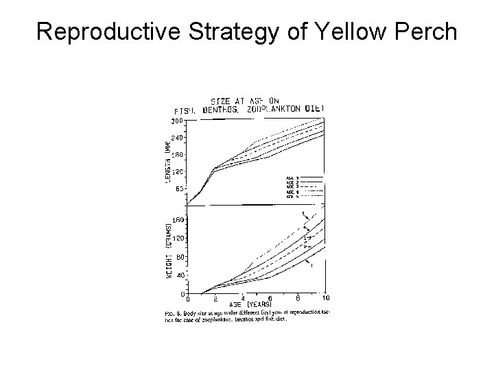 Reproductive Strategy of Yellow Perch Reproductive Strategy of Yellow Perch