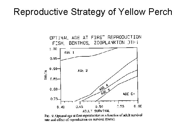 Reproductive Strategy of Yellow Perch Reproductive Strategy of Yellow Perch