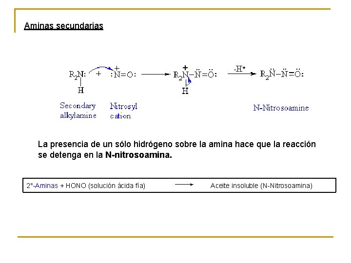 Aminas secundarias La presencia de un sólo hidrógeno sobre la amina hace que la