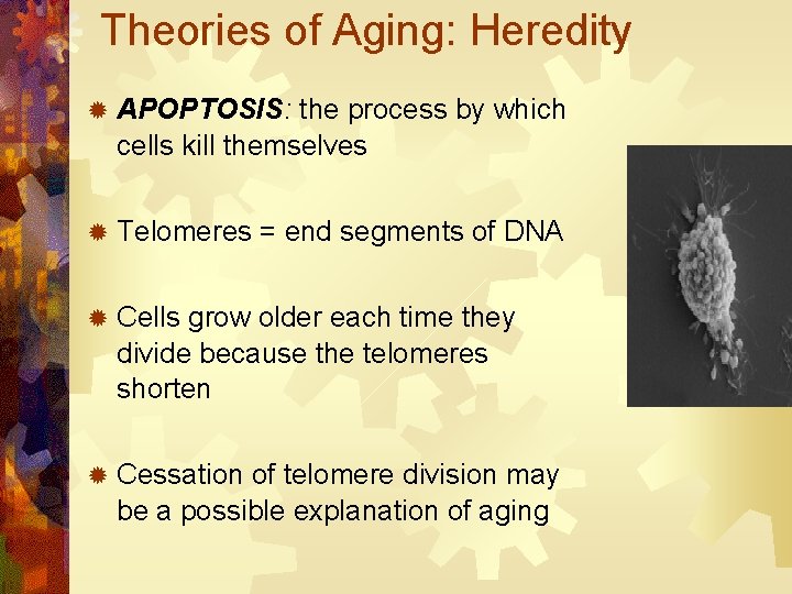 Theories of Aging: Heredity ® APOPTOSIS: the process by which cells kill themselves ®