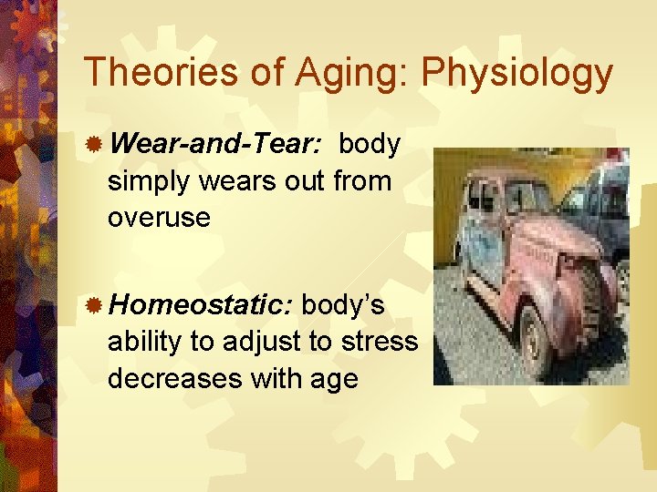 Theories of Aging: Physiology ® Wear-and-Tear: body simply wears out from overuse ® Homeostatic: