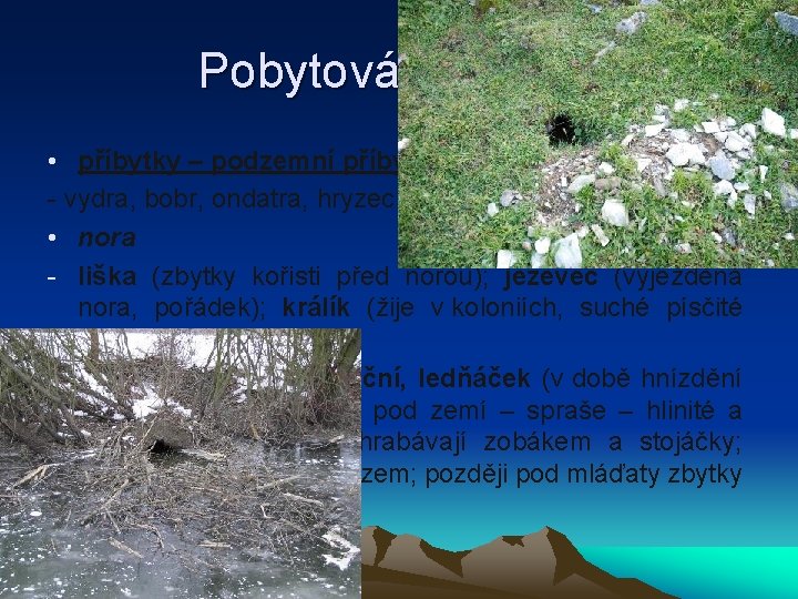 Pobytová znamení • příbytky – podzemní příbytky - vydra, bobr, ondatra, hryzec vodní viz.