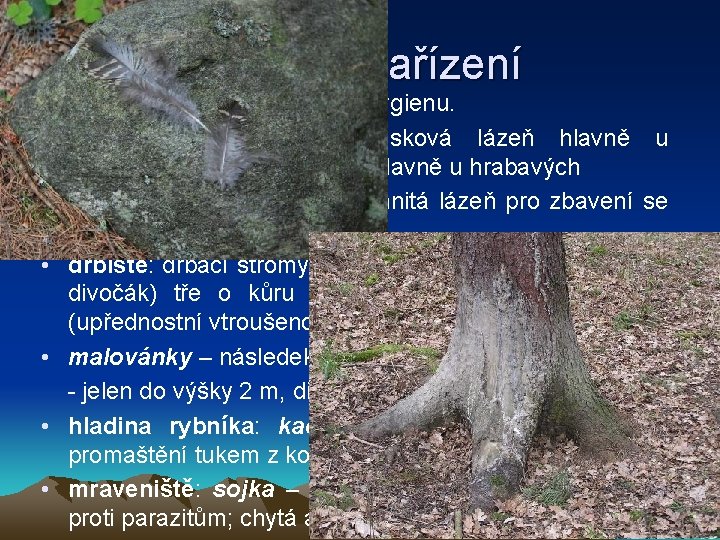 Sociální zařízení Místa, kde zvěř pečuje o svou hygienu. • popeliště: prachová či písková