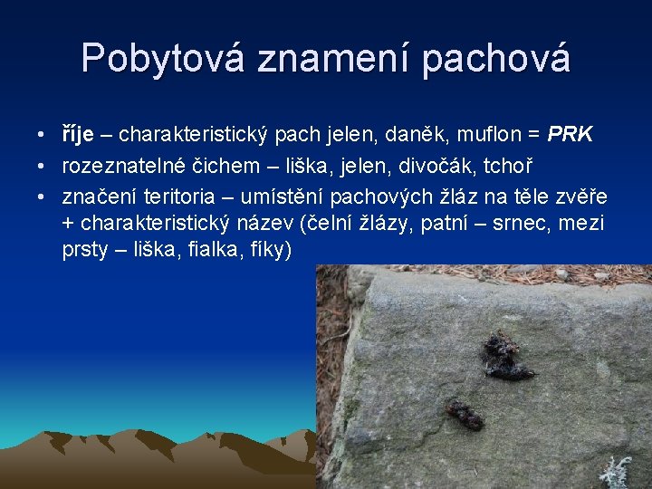 Pobytová znamení pachová • říje – charakteristický pach jelen, daněk, muflon = PRK •