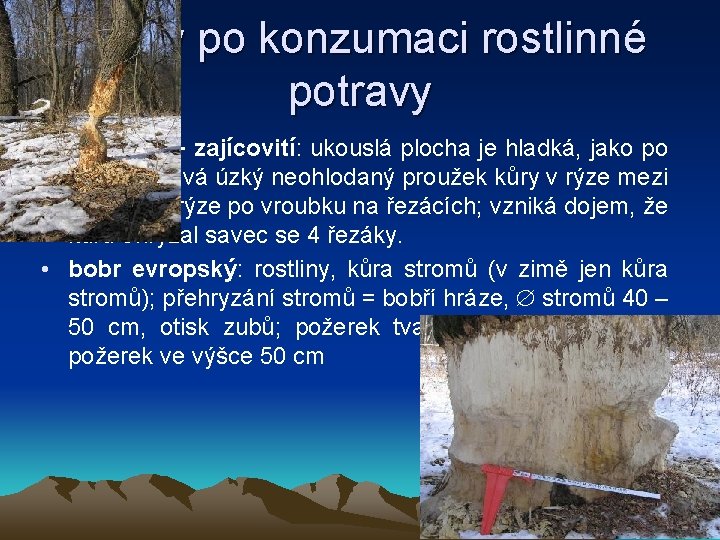 Stopy po konzumaci rostlinné potravy • hlodavci + zajícovití: ukouslá plocha je hladká, jako