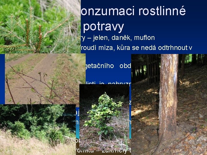 Stopy po konzumaci rostlinné potravy • loupání: loupání kůry – jelen, daněk, muflon -