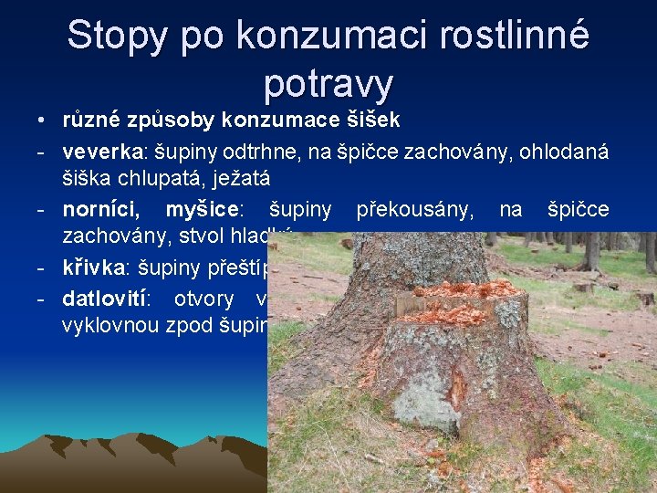 Stopy po konzumaci rostlinné potravy • různé způsoby konzumace šišek - veverka: šupiny odtrhne,