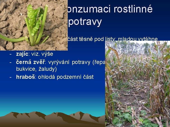 Stopy po konzumaci rostlinné potravy • konzumace řepy: - jelen: jen nadzemní část těsně