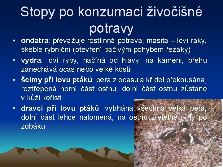 Stopy po konzumaci živočišné potravy • ondatra: převažuje rostlinná potrava; masitá – loví raky,