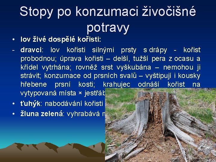 Stopy po konzumaci živočišné potravy • lov živé dospělé kořisti: - dravci: lov kořisti