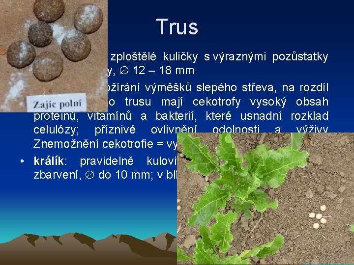 Trus • zajíc: hnědé, zploštělé kuličky s výraznými pozůstatky rostlinné stravy, 12 – 18