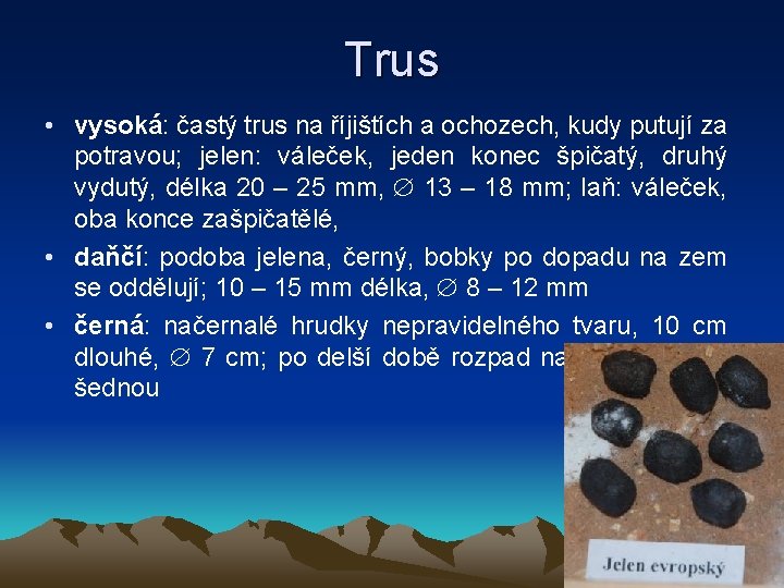 Trus • vysoká: častý trus na říjištích a ochozech, kudy putují za potravou; jelen: