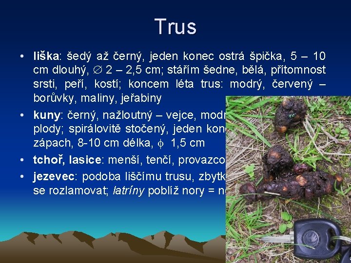 Trus • liška: šedý až černý, jeden konec ostrá špička, 5 – 10 cm