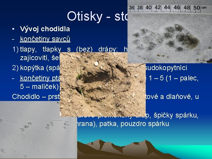 Otisky - stopy • Vývoj chodidla - končetiny savců 1) tlapy, tlapky s (bez)