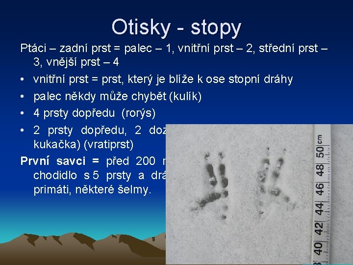 Otisky - stopy Ptáci – zadní prst = palec – 1, vnitřní prst –