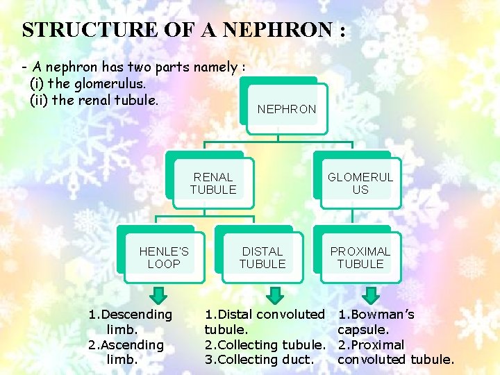 STRUCTURE OF A NEPHRON : - A nephron has two parts namely : (i)